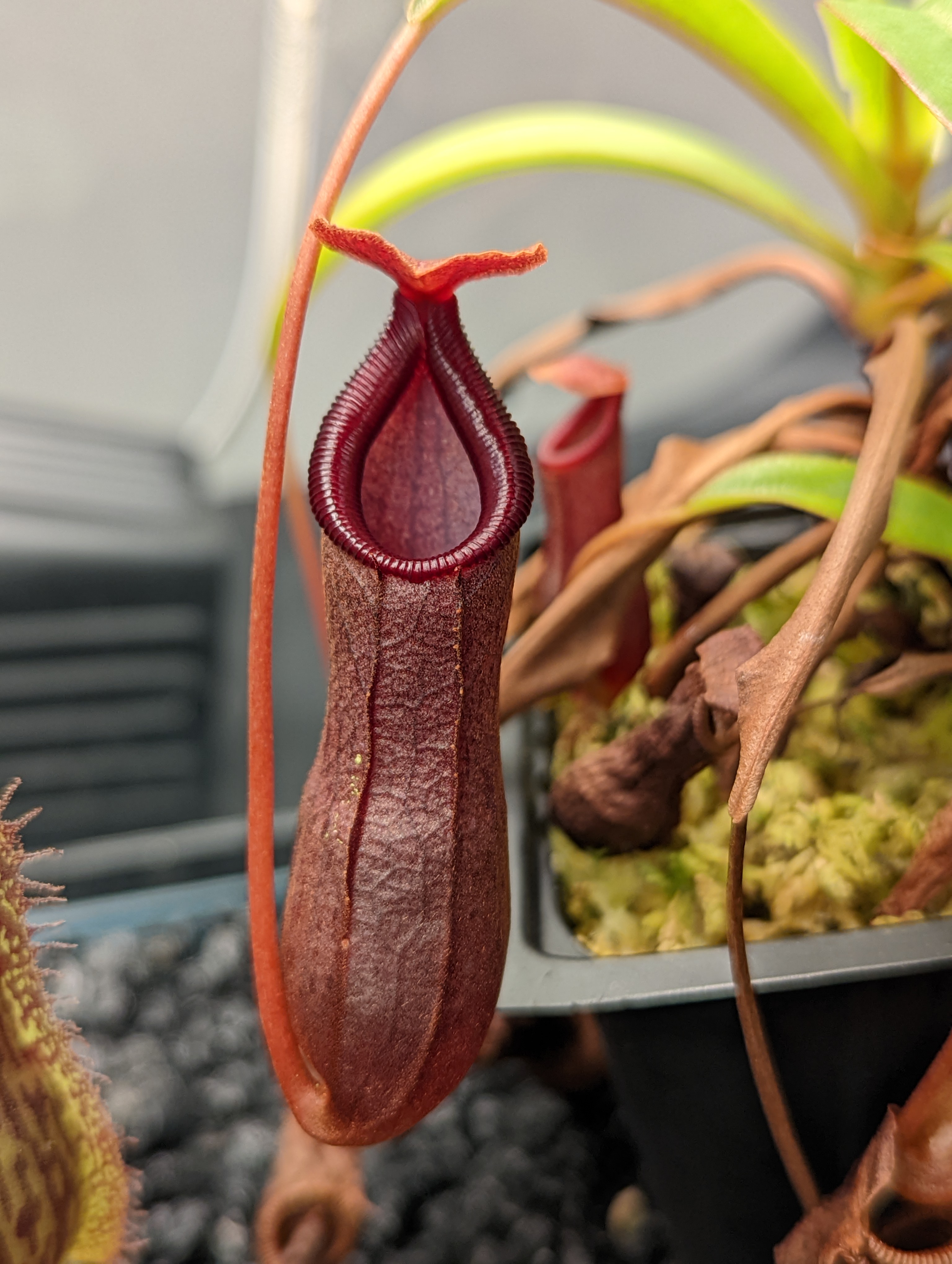 Photo of the plant species Nepenthes 'Bill Bailey' by @cpapedo named Billy on Greg, the plant care app