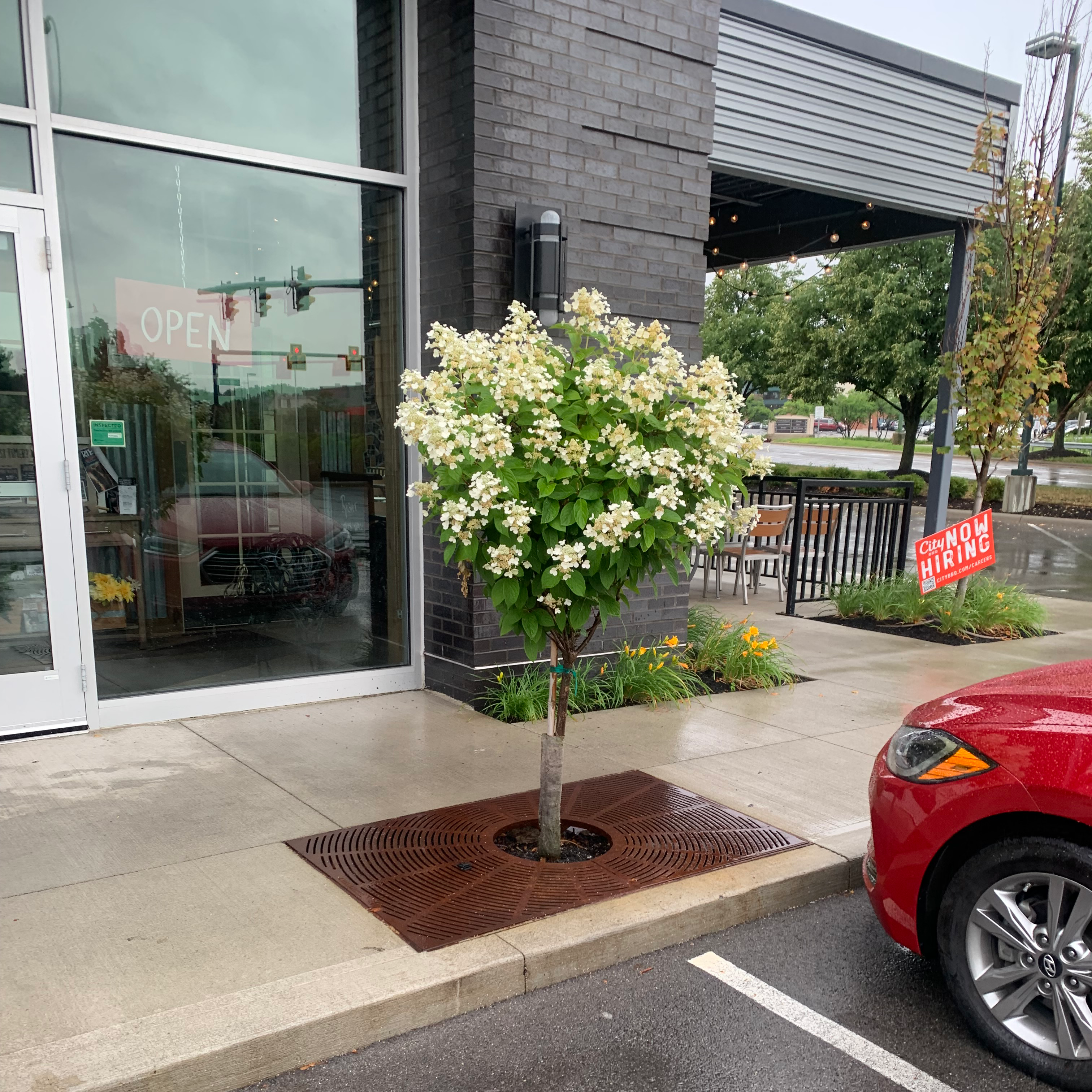 Panicle Hydrangea with white flowers and green leaves planted on a sidewalk.
