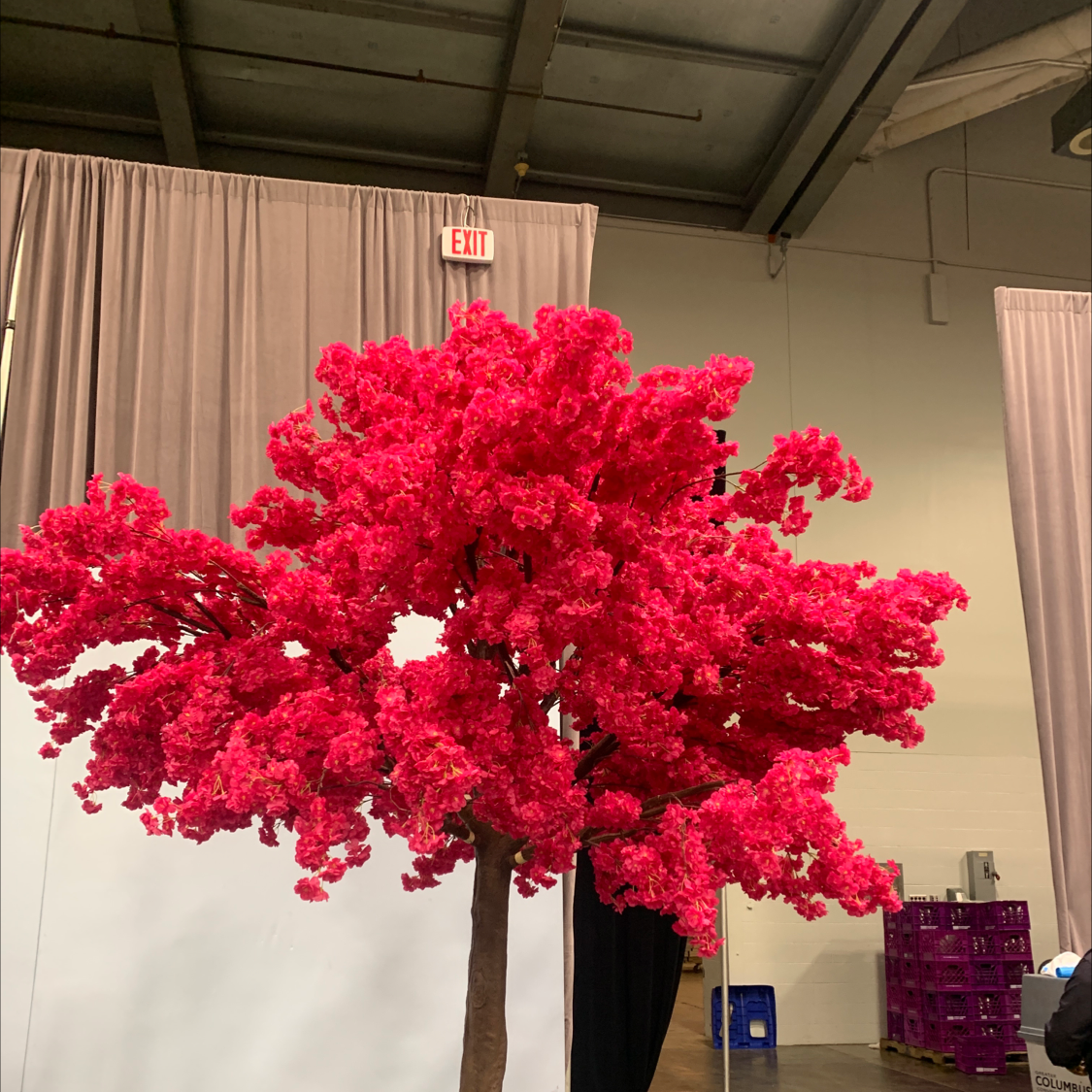 Vibrant red flowering Myrtus communis shrub in peak bloom, densely covered in ruffled fuchsia blossoms, appears very healthy.