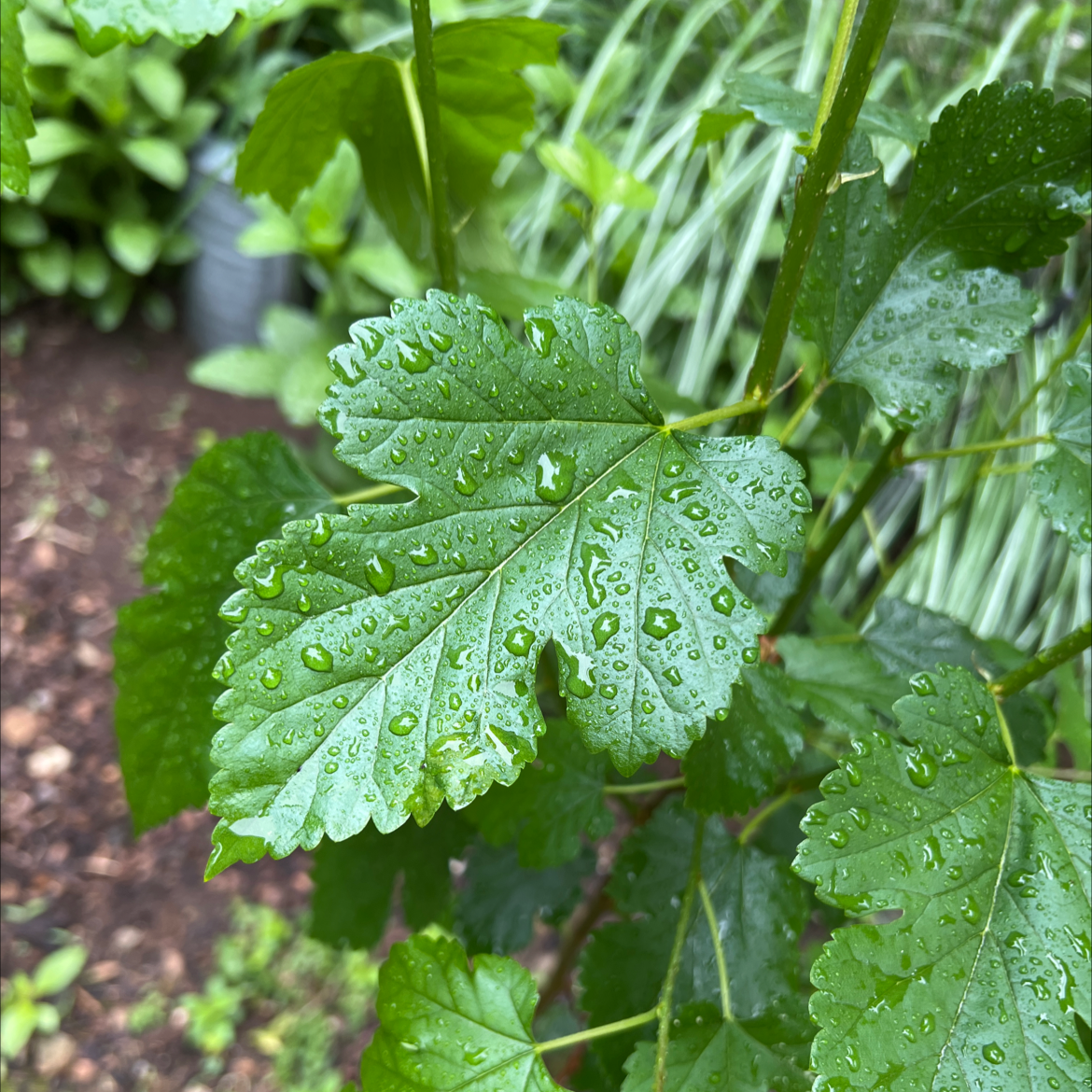 White Mulberry plant with healthy green leaves covered in water droplets.