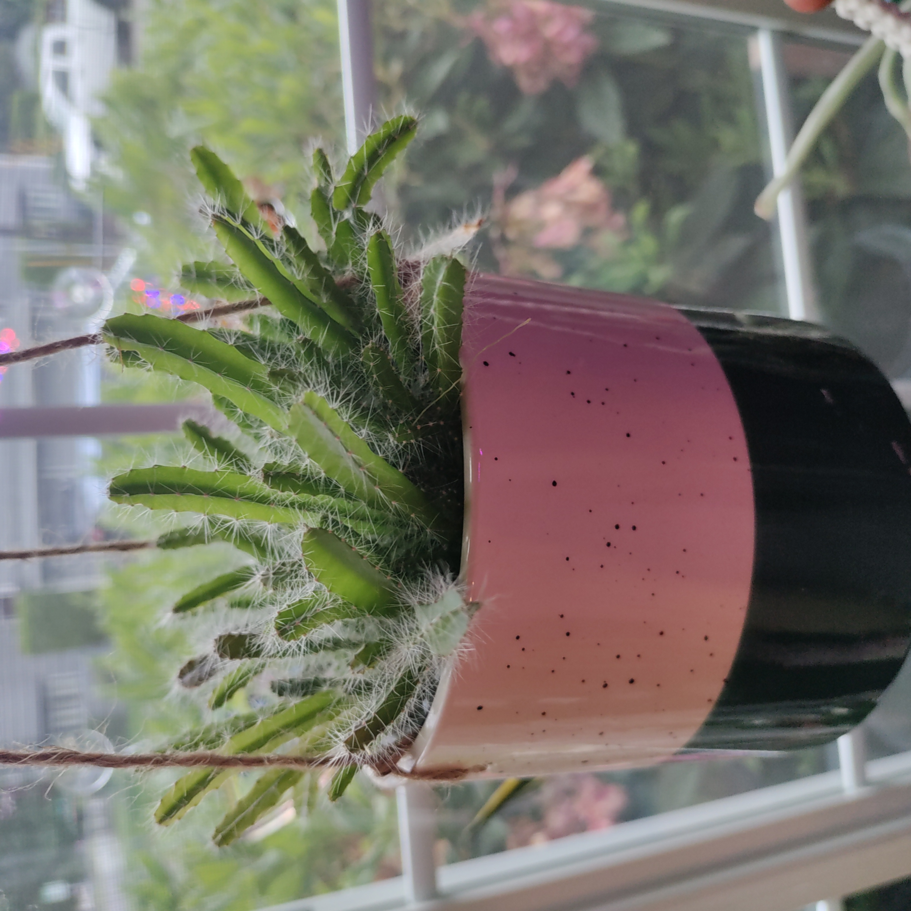 Lady-Finger Hedgehog Cactus in a hanging pot, appears healthy.
