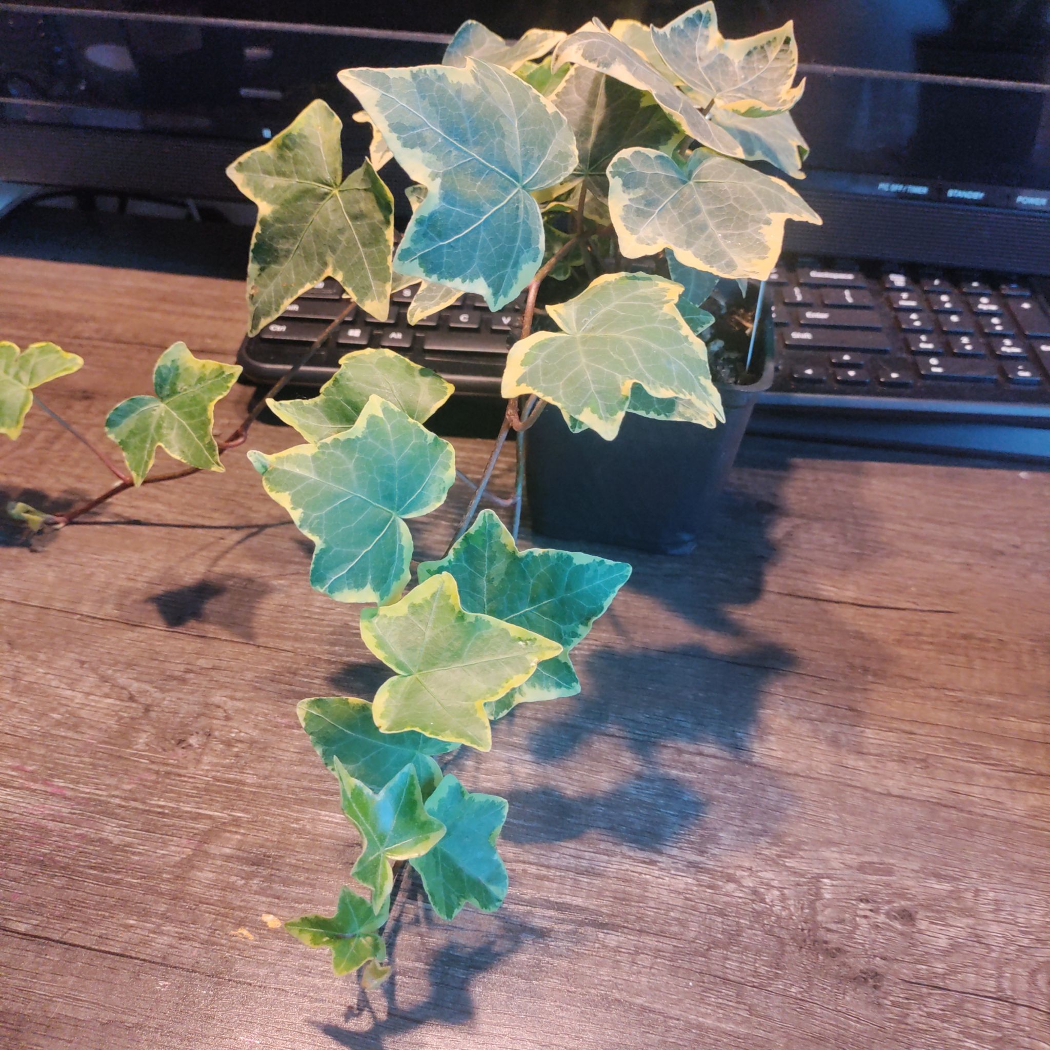 English Ivy 'Goldchild' plant in a pot with variegated leaves, placed on a desk.