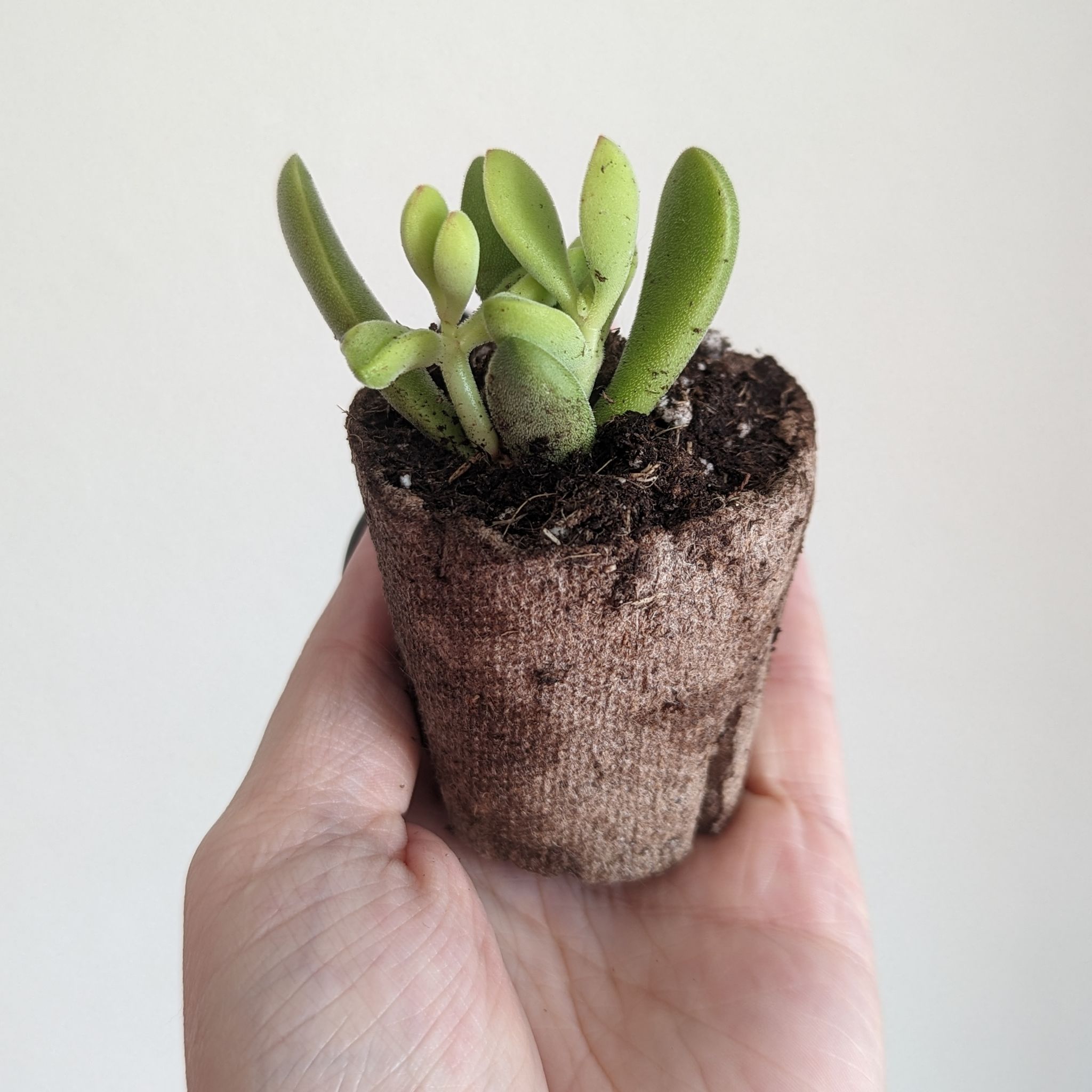 Crassula rogersii plant in a biodegradable pot held by a hand.