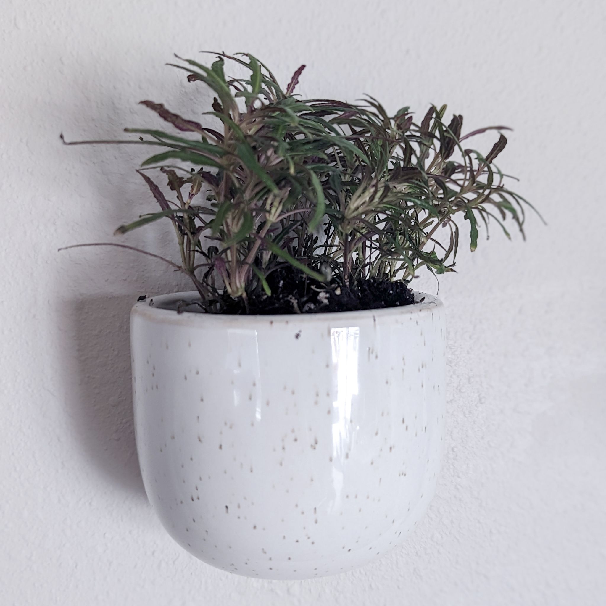 Potted Dragon's Tongue plant in a white wall-mounted pot with some leaf browning.