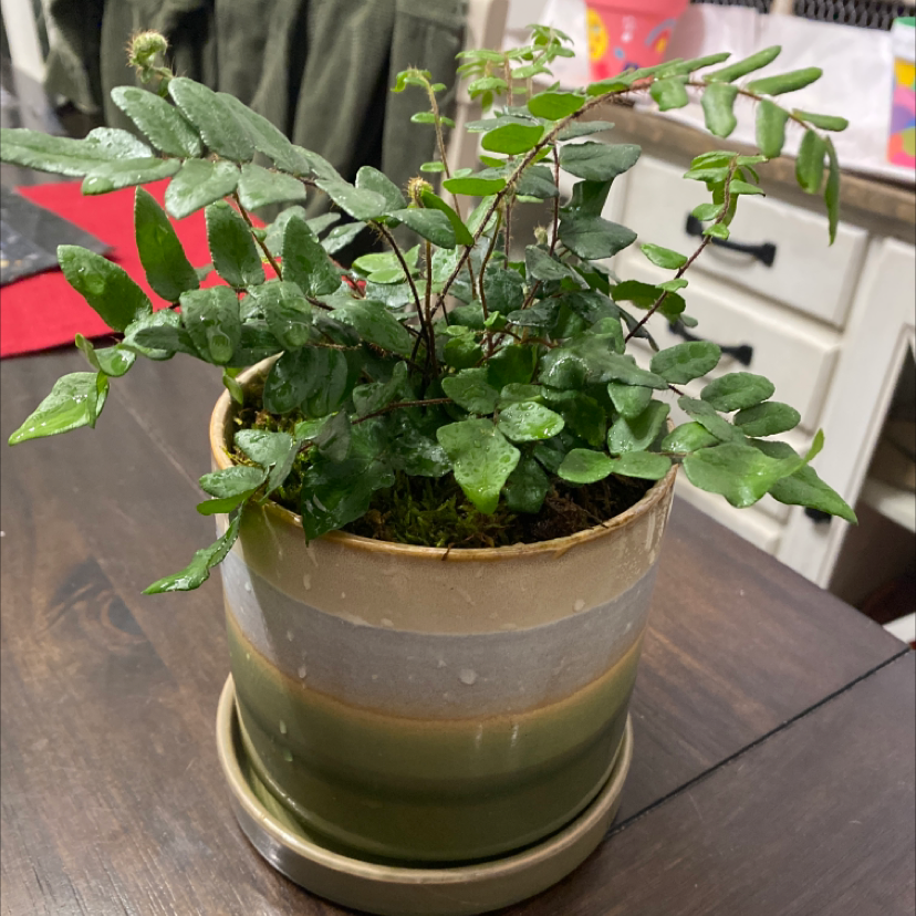 Potted Pacific Maidenhair Fern with vibrant green leaves on a table.