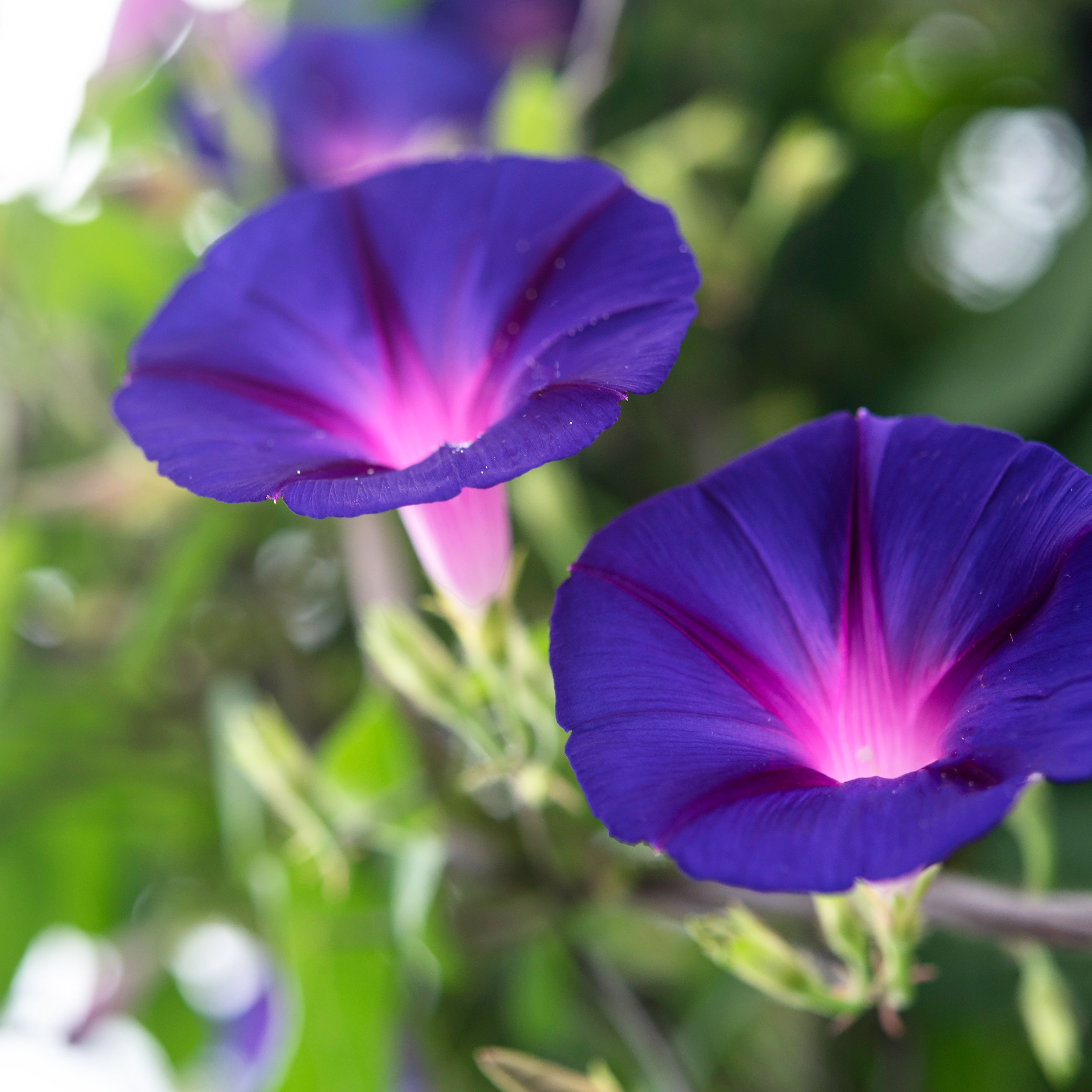 Two vibrant purple Common Morning Glory flowers with pink centers.
