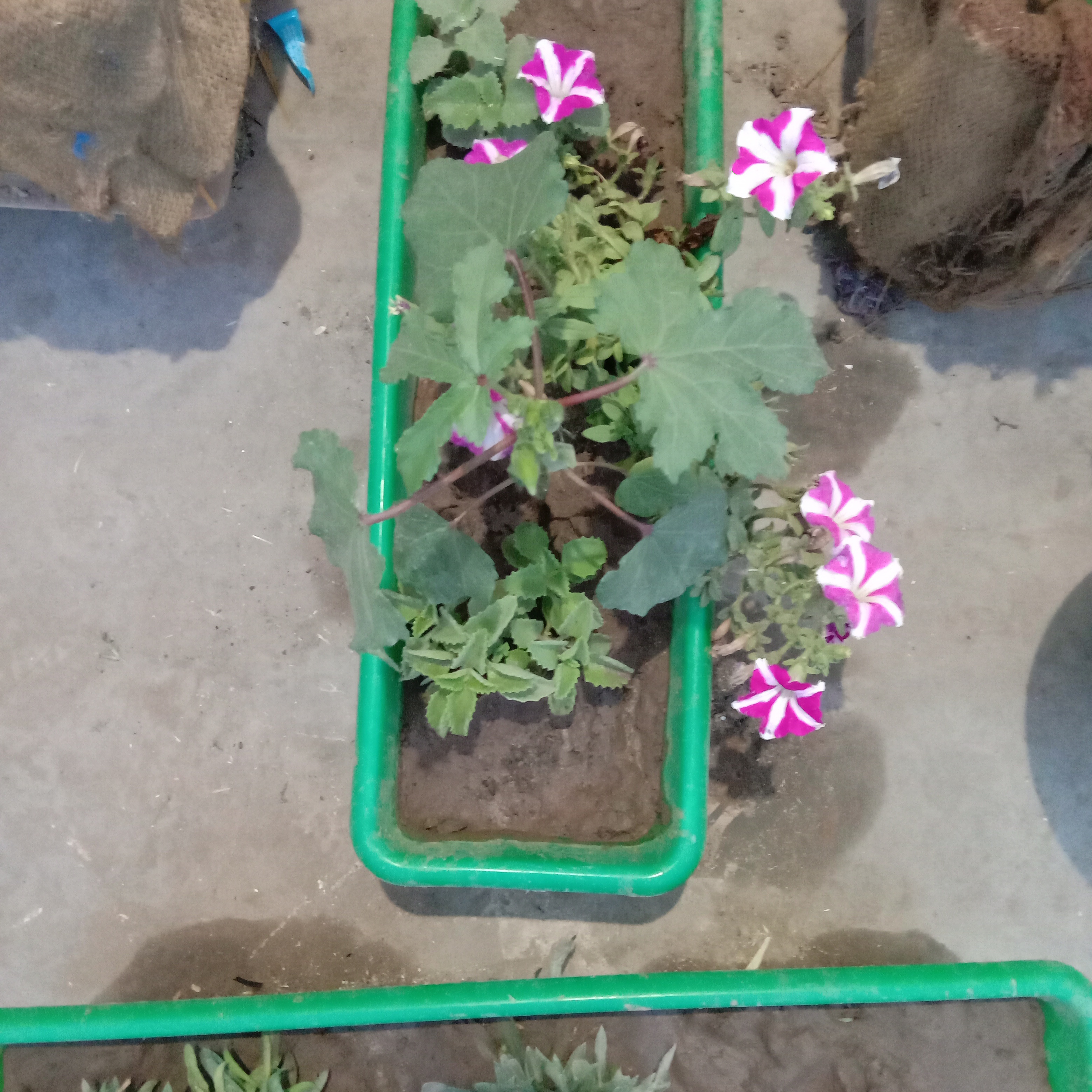 Ladyfinger and sufinia