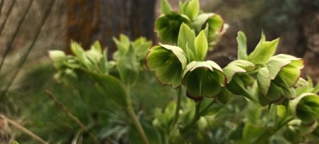 Photo of the plant species Bearsfoot Hellebore by Rousingbulrush named Bbeheh on Greg, the plant care app