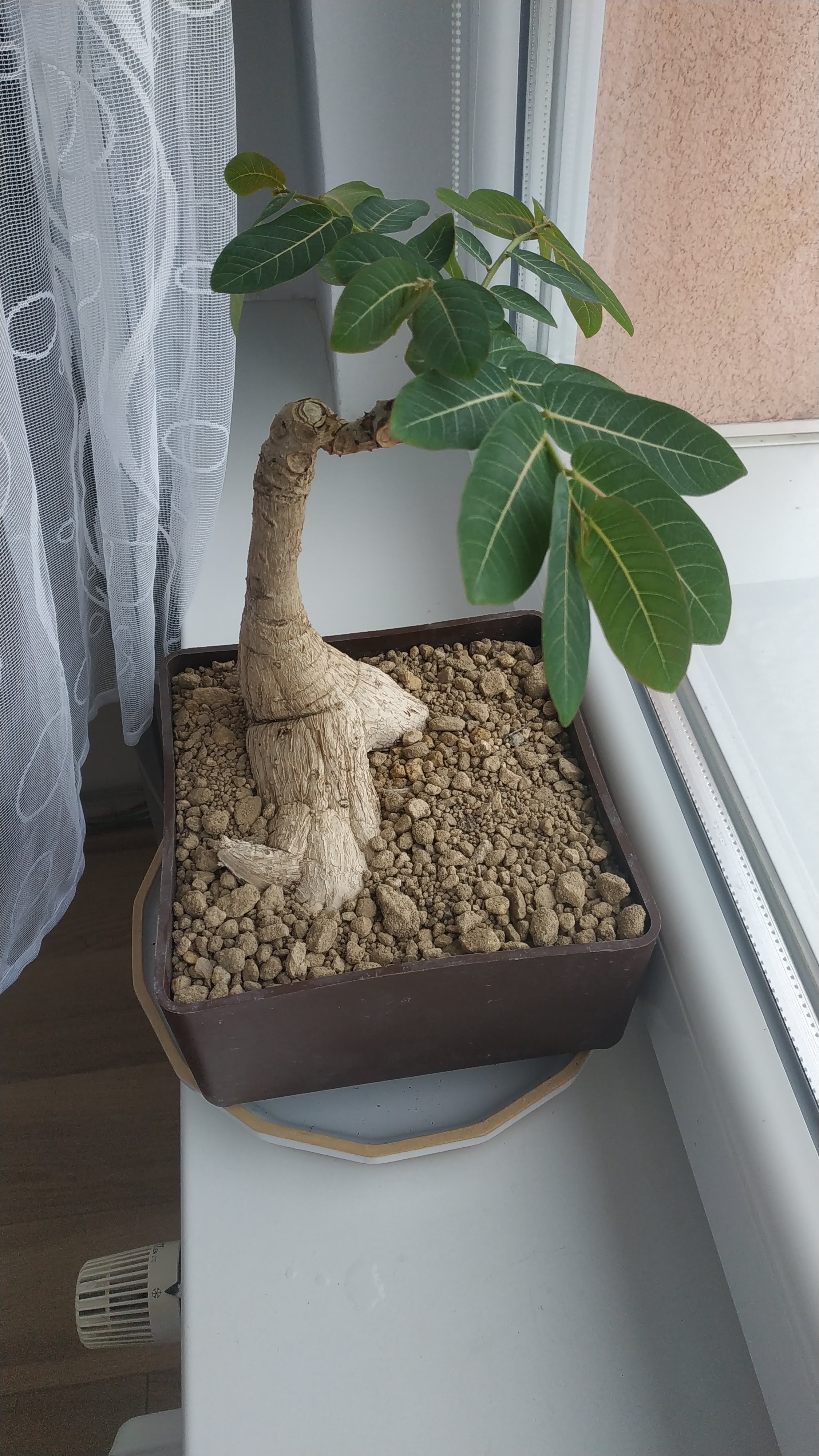 Potted Phyllanthus mirabilis plant on a windowsill with visible soil and green leaves.