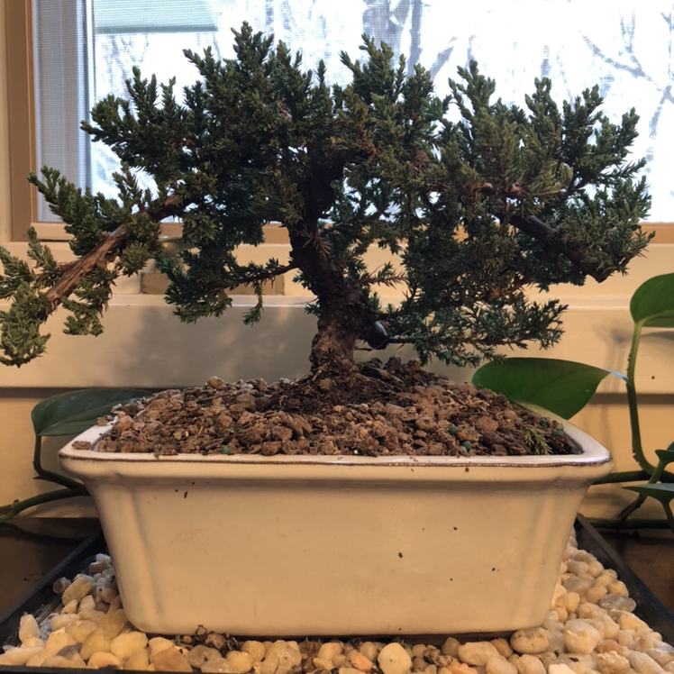 A healthy Chinese Elm bonsai tree in a white rectangular pot, with a thick trunk and dense green foliage.