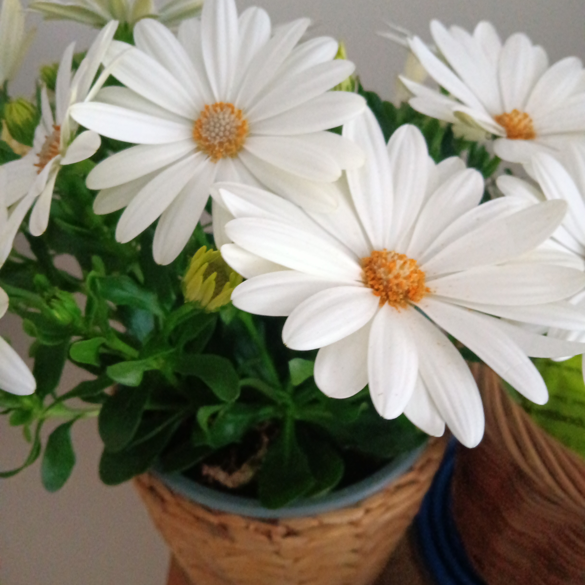 Weather Prophet plant with white daisy-like flowers in a pot.