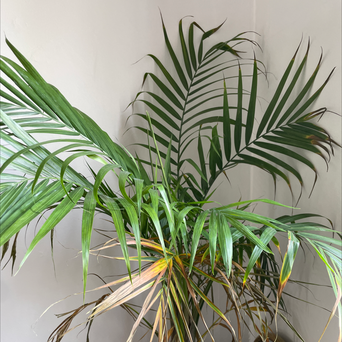 Canary Island Date Palm with some yellowing and browning fronds, well-framed and centered.