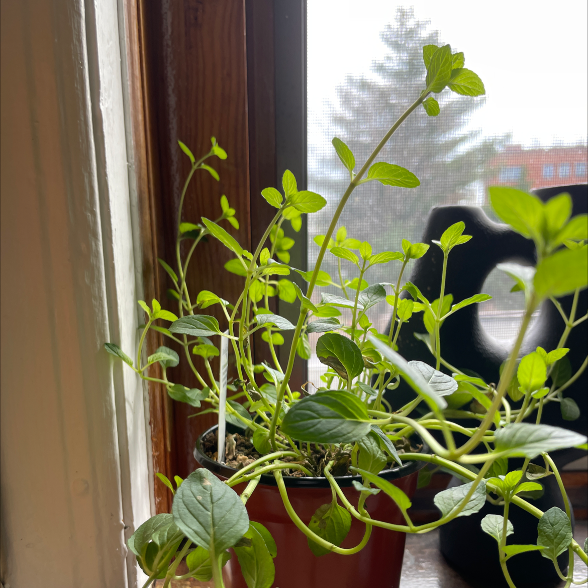 Chocolate Mint plant on a windowsill with vibrant green leaves and visible soil.