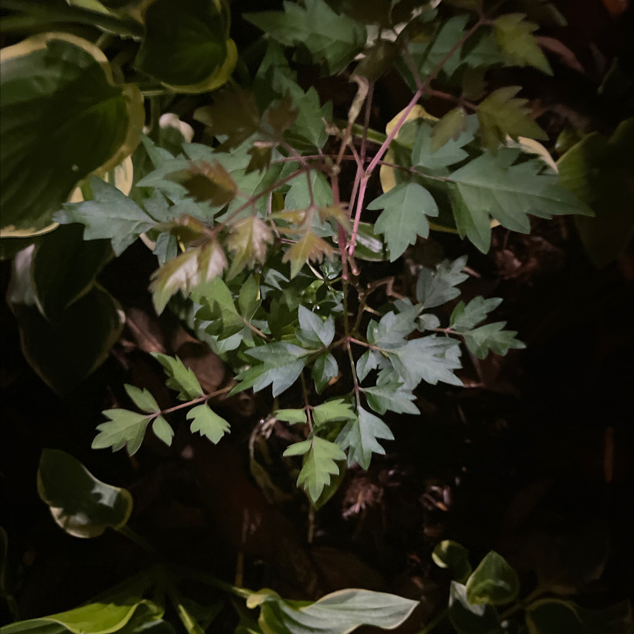 Photo of the plant species pepper vine by @BustlingHenbane named I wish on Greg, the plant care app