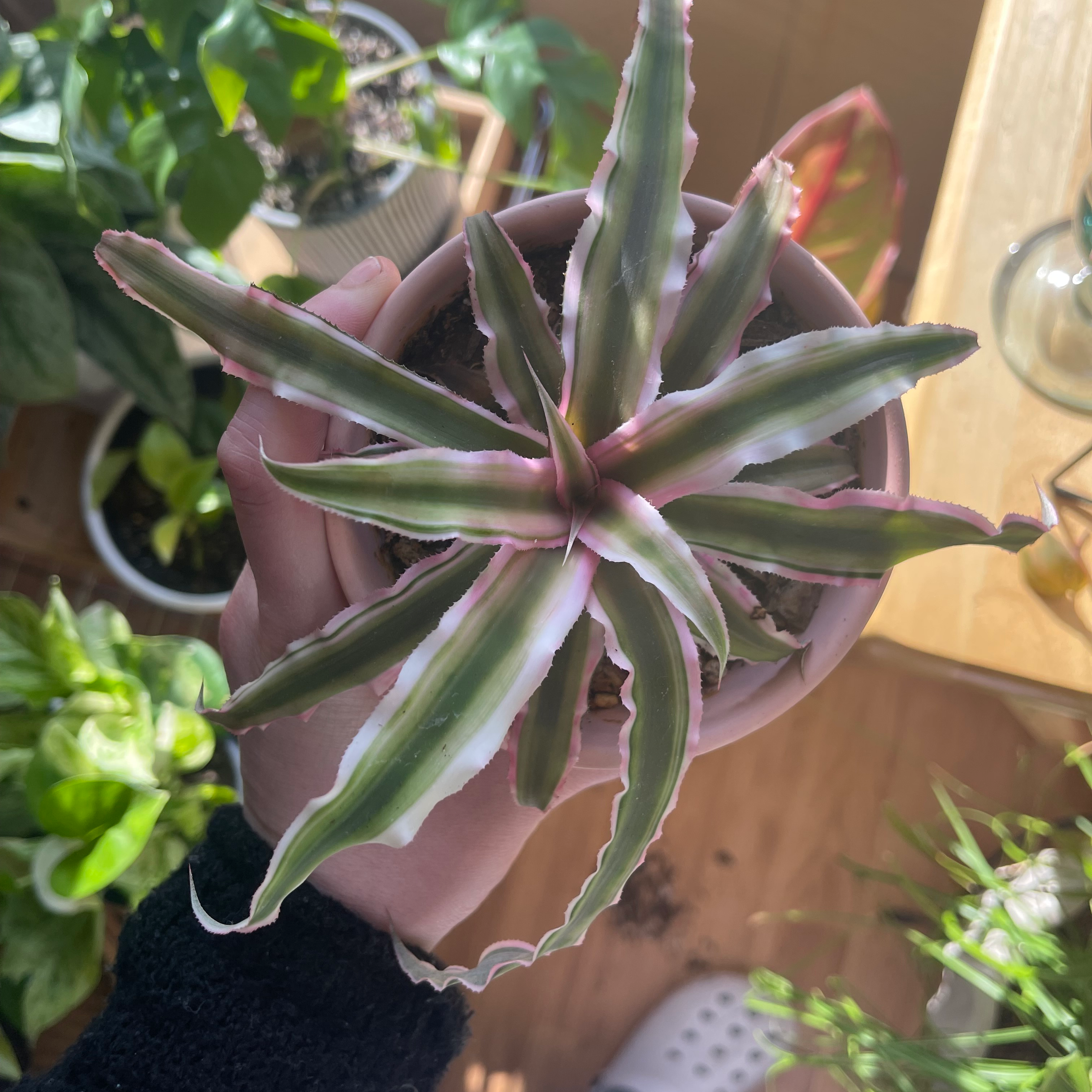Potted Earth Stars plant with green and pink striped leaves, held by a hand.