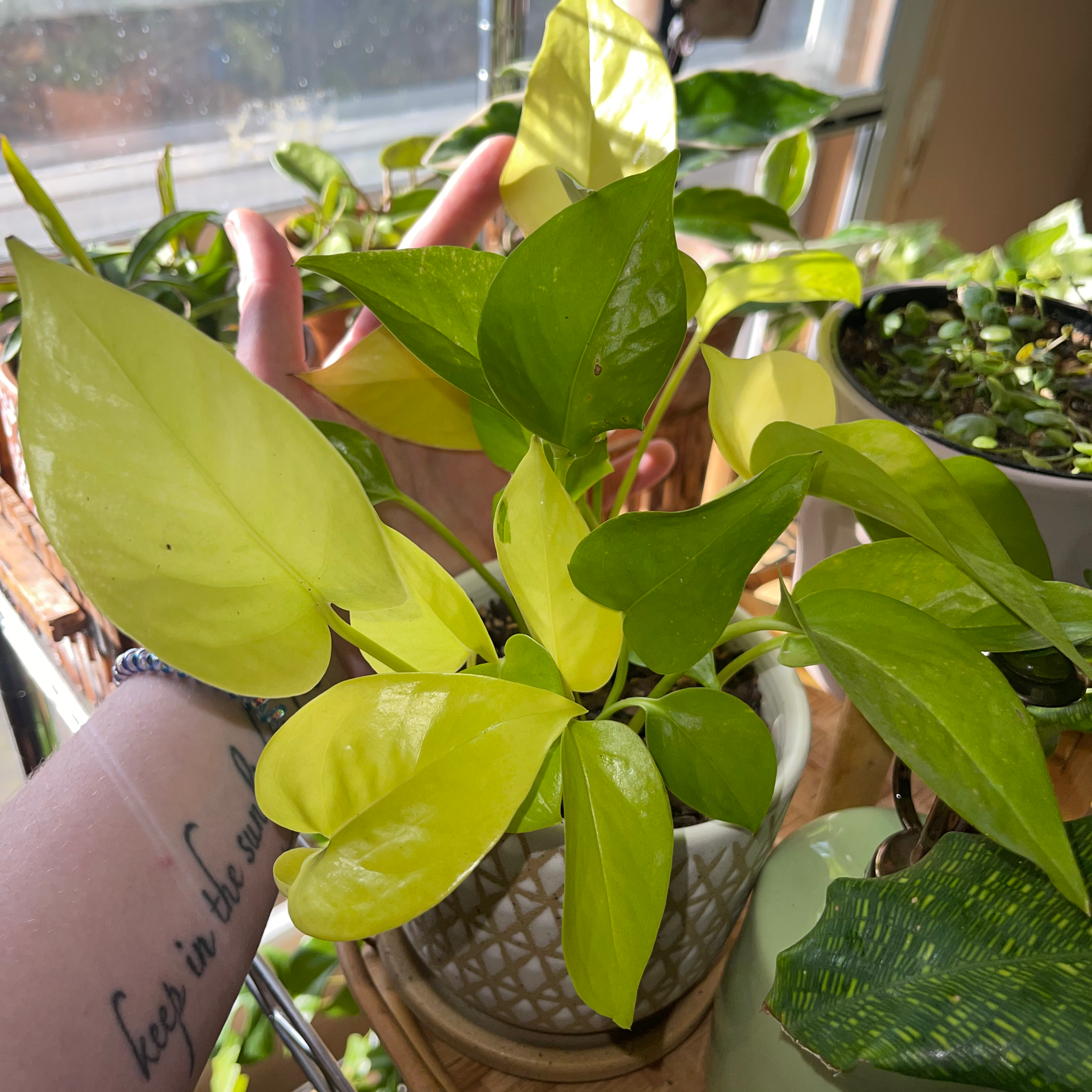 Neon Pothos plant with vibrant green and yellow leaves, held by a hand near a window.