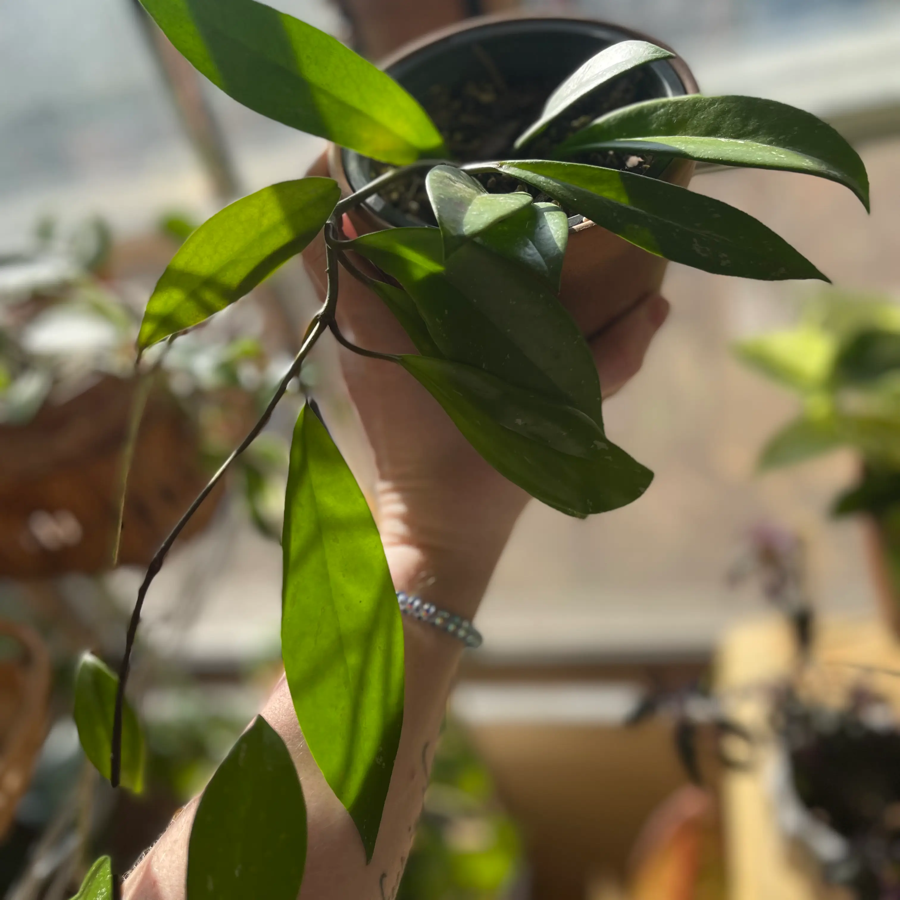 Hoya Pubicalyx plant with green leaves held up by a hand, other plants in the background.