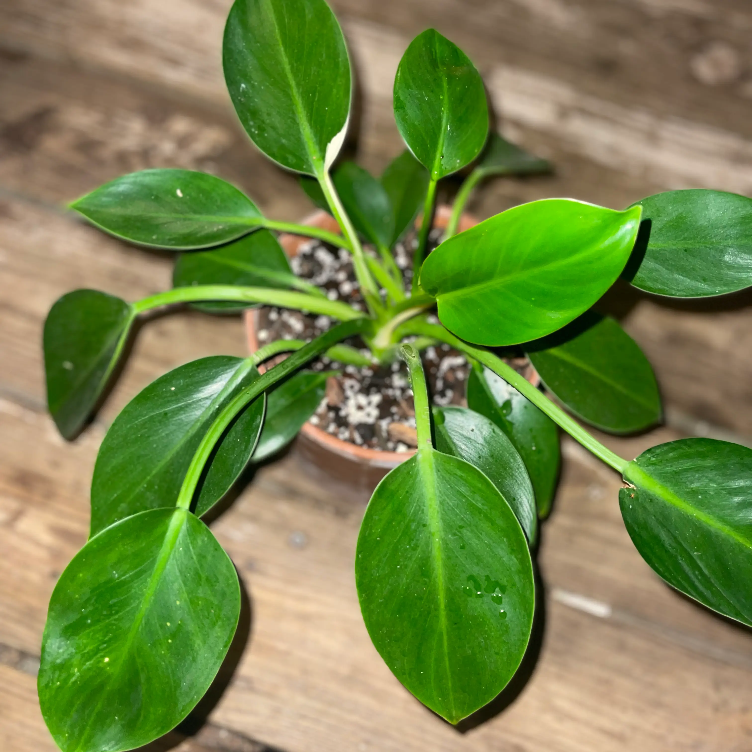 Photo of the plant species Philodendron 'Mia' by @suppptate named Philo Mystery on Greg, the plant care app