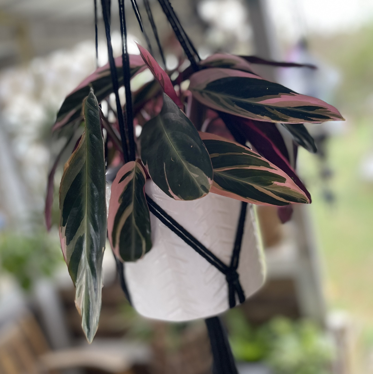 Triostar Stromanthe plant in a hanging pot with variegated leaves in green, white, and pink.