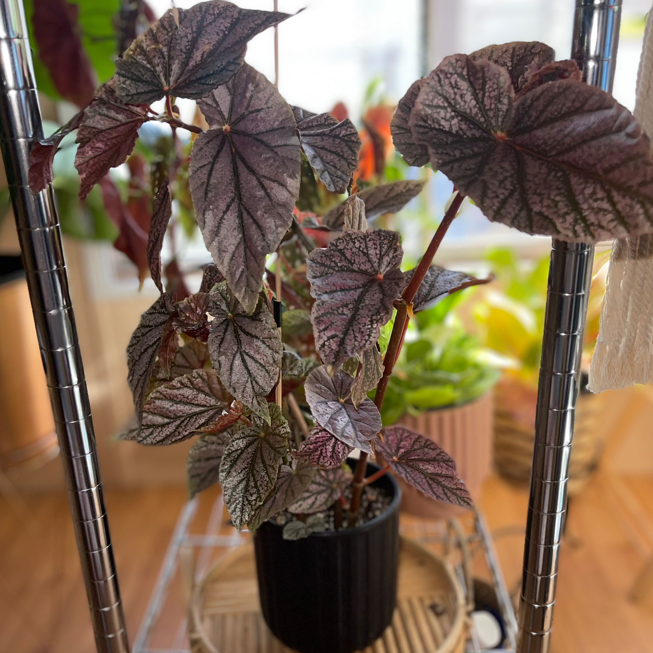 Begonia 'Benigo Pink' plant with dark, textured leaves in a black pot.