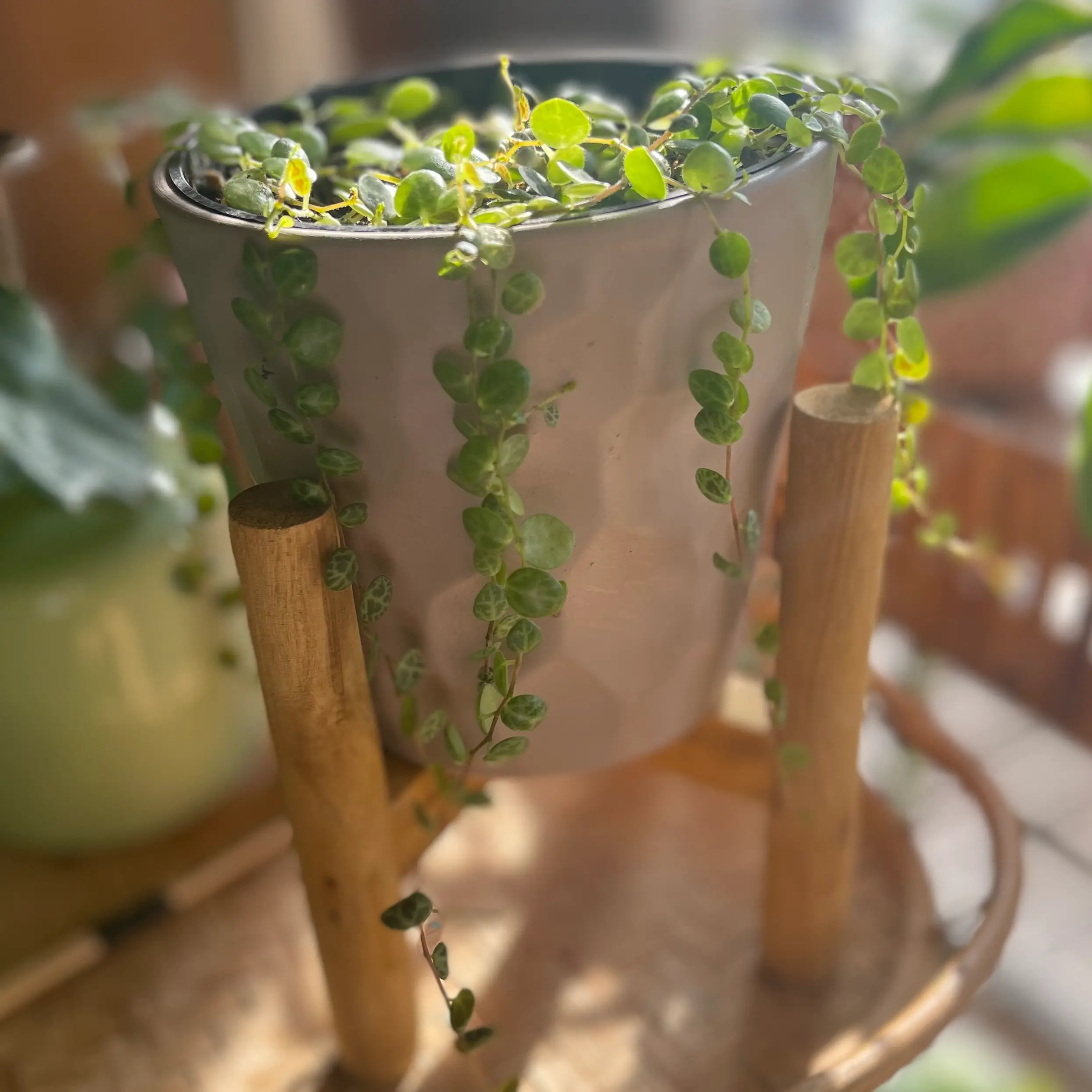 String of Turtles plant in a pot on a wooden stand, healthy green leaves.