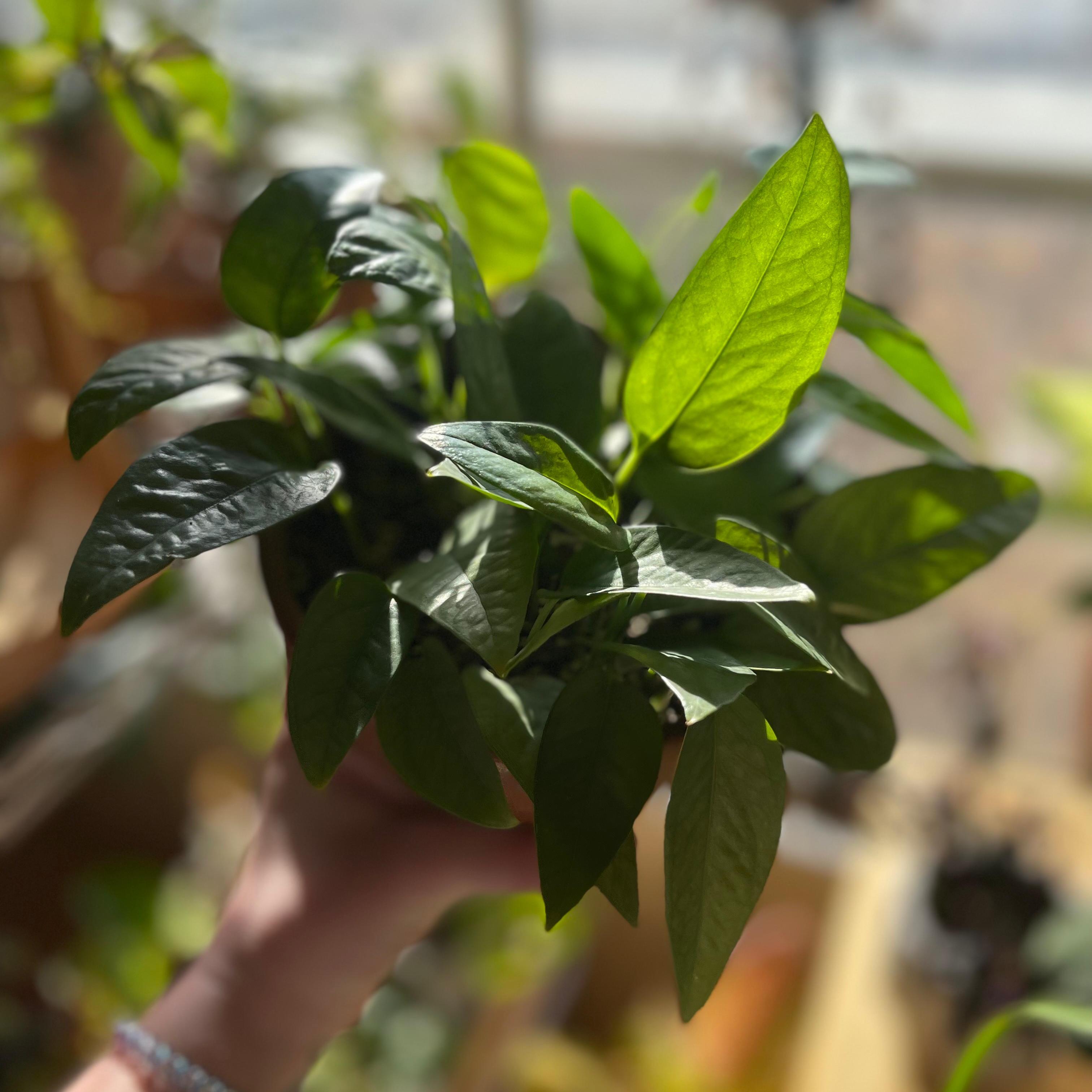 Healthy Cebu Blue Pothos plant with vibrant green leaves, held by a hand.