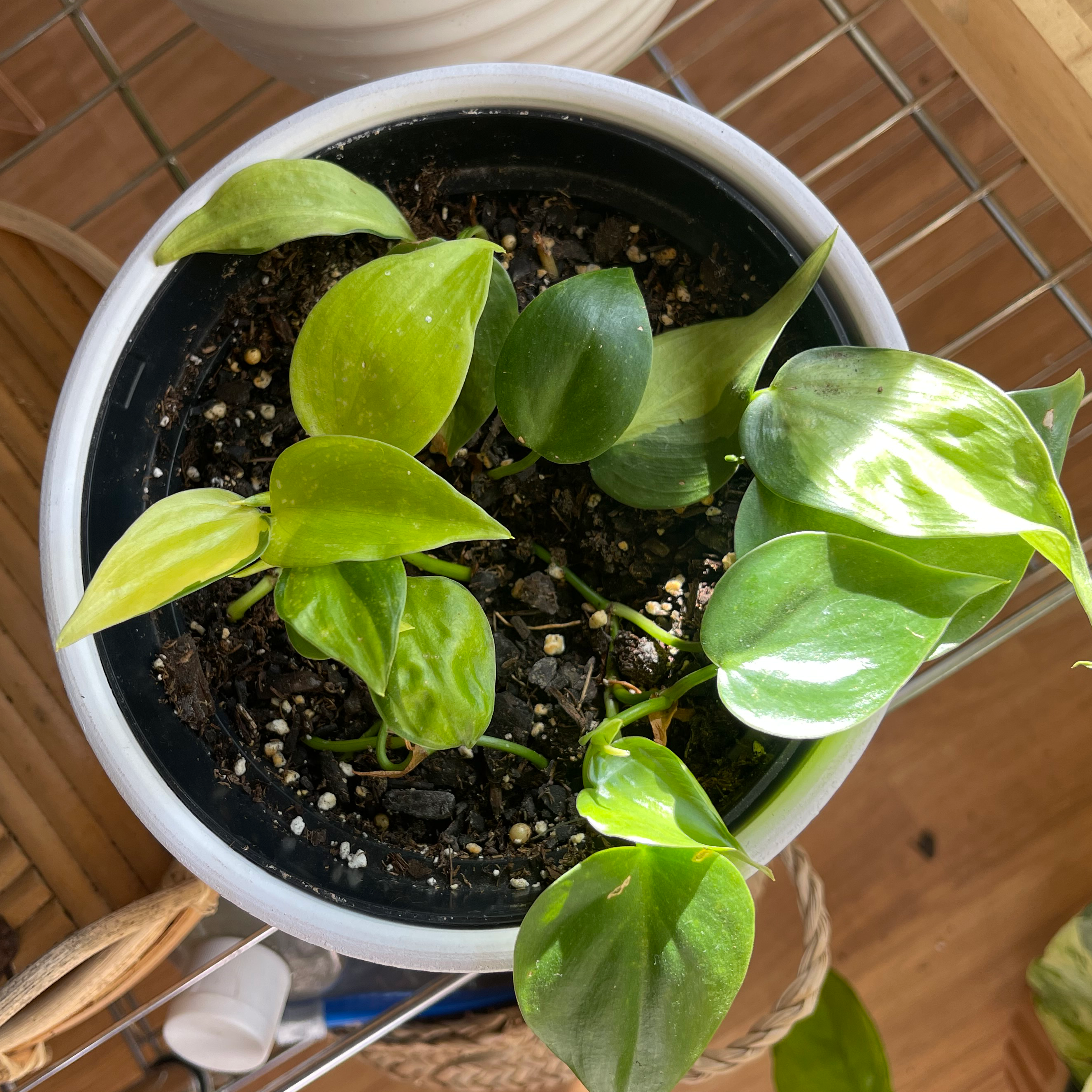 Philodendron Brasil plant in a pot with some yellowing leaves and visible soil.