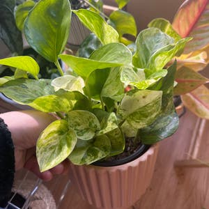 Manjula Pothos plant photo by Suppptate named Daphne on Greg, the plant care app.