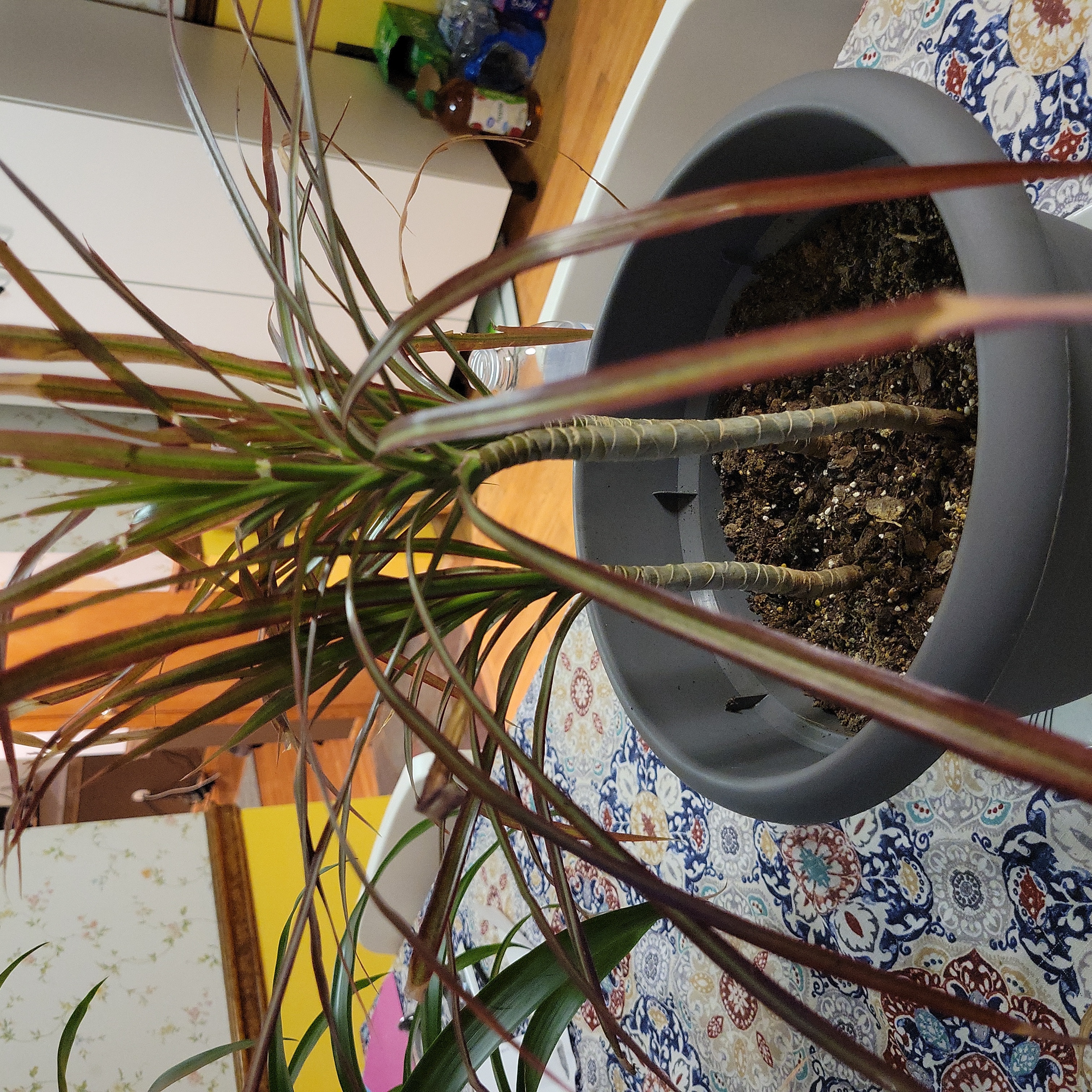 Open Weave Dragon Tree in a pot with some browning leaf tips, visible soil.