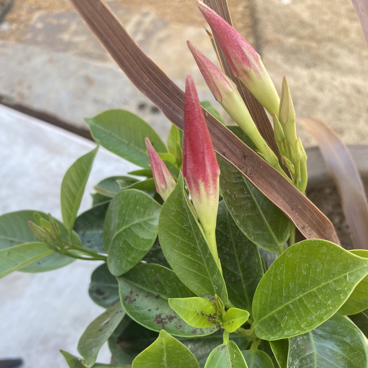 Brazilian Jasmine plant with green leaves and red-tipped flower buds. Some leaves are brown.