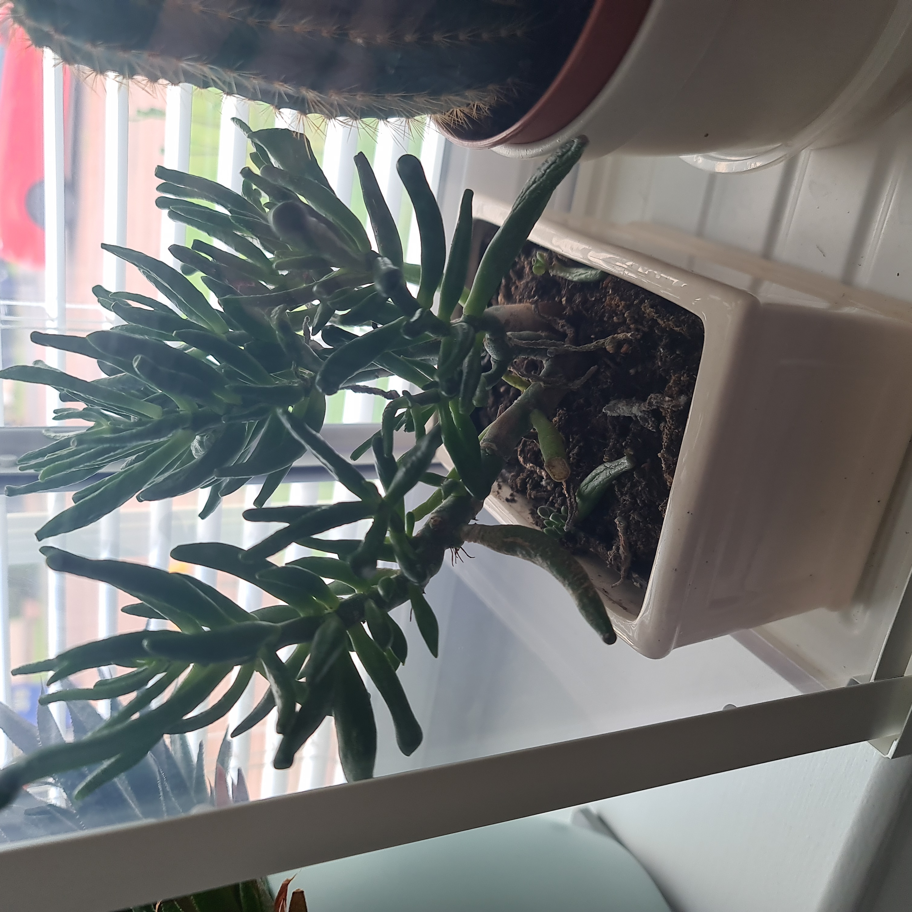 A healthy Jade Plant in a white pot with visible soil, another plant in the background.