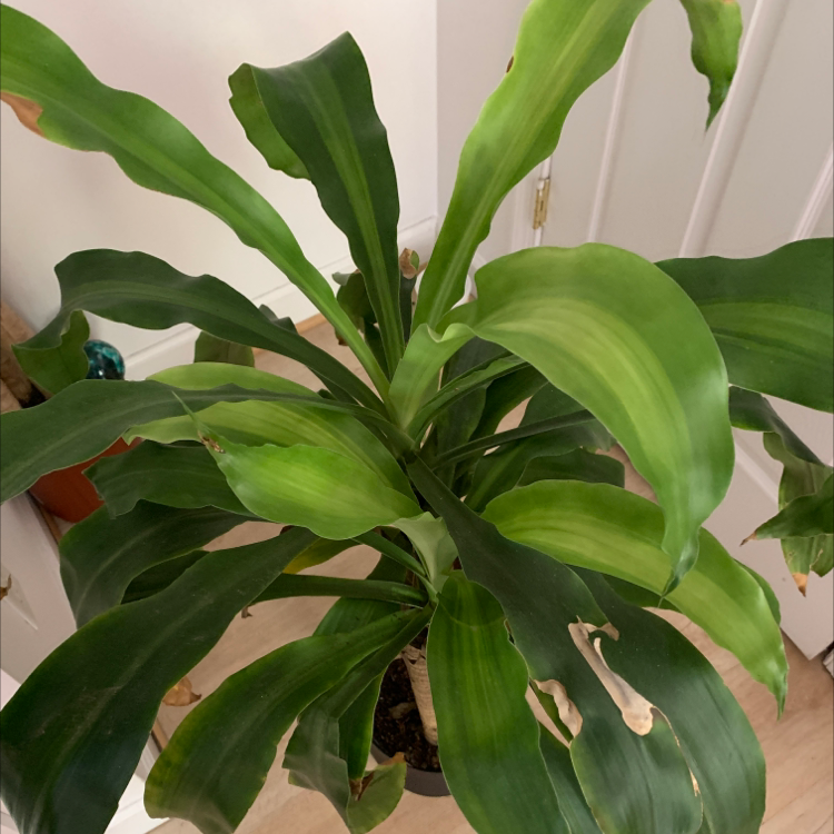 Cornstalk Dracaena plant photo by @Rachsnak named George on Greg, the plant care app.