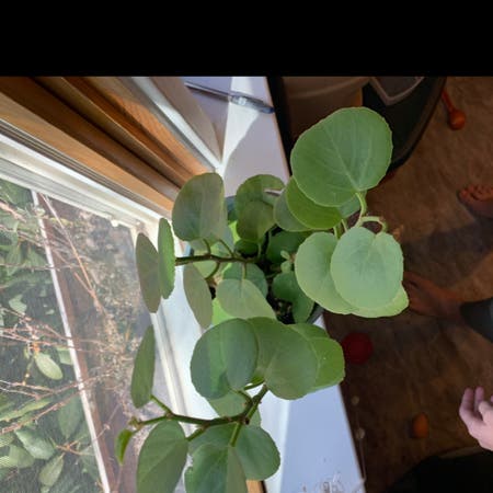 Photo of the plant species Princess Vine by Rachsnak named Portia on Greg, the plant care app