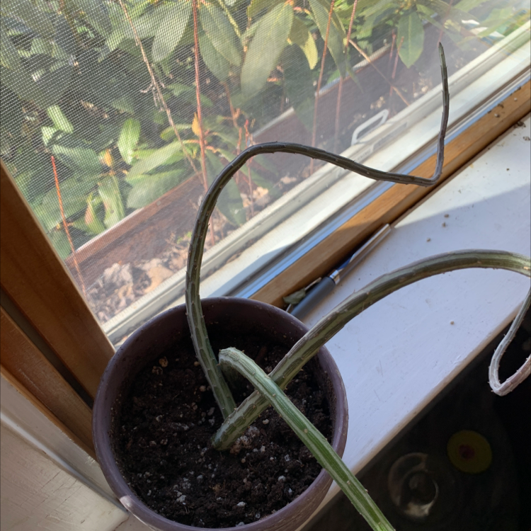Arizona Queen-of-the-Night plant photo by @Rachsnak named Rick on Greg, the plant care app.