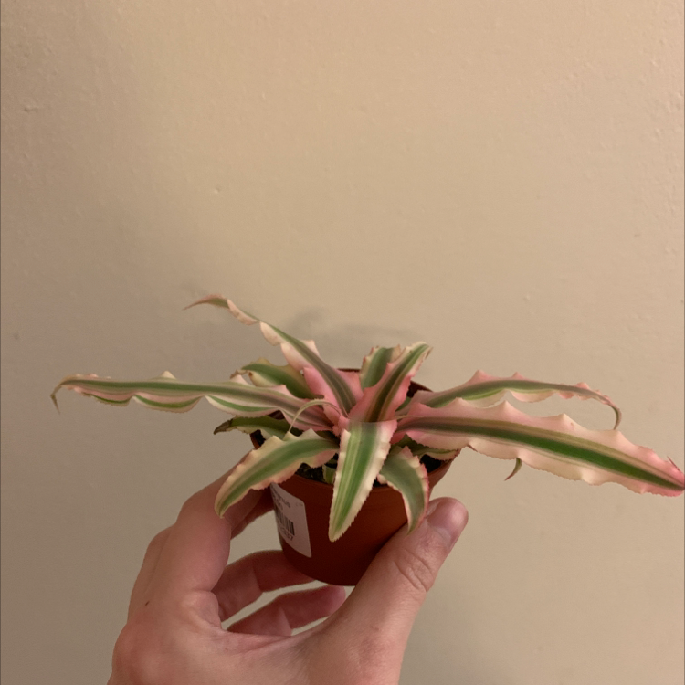Earth Stars plant with variegated green and pink leaves held by a hand.