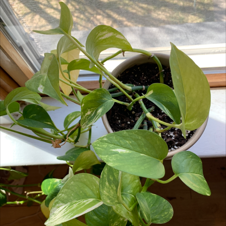 Taro Vine plant photo by @Rachsnak named Apollo on Greg, the plant care app.