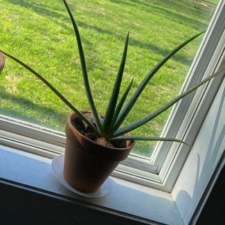 Aloe vera plant in Auburn, Indiana
