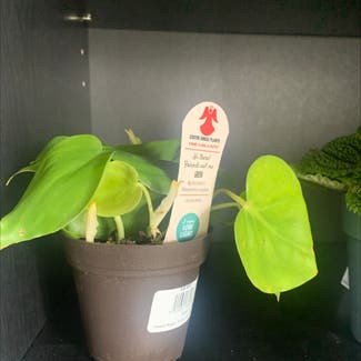 Heartleaf Philodendron plant in Kent, Ohio