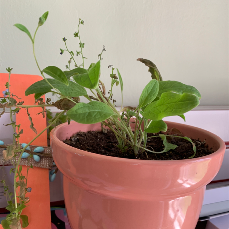 Potted Chinese Forget-Me-Not plant with green leaves and some browning edges in a pink pot.