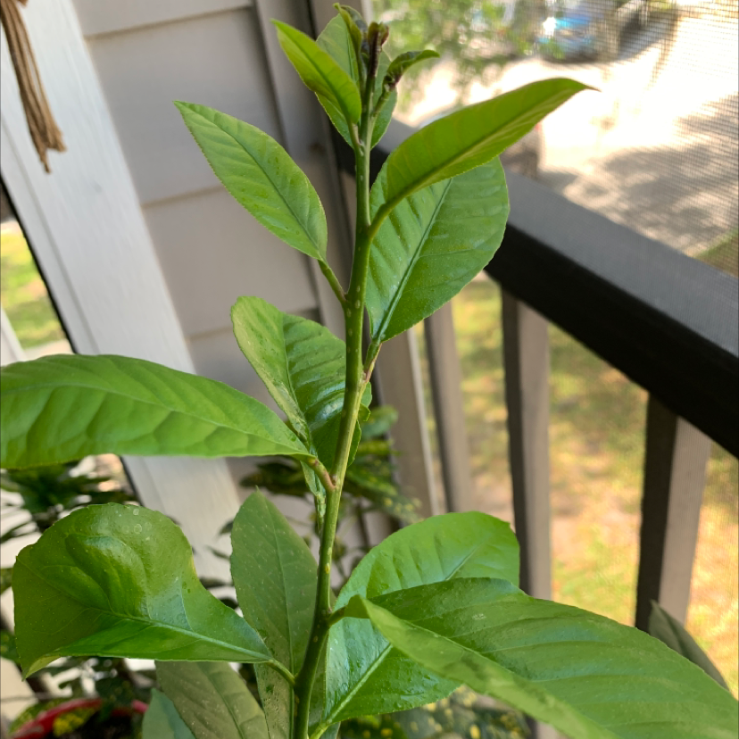 Cherry Laurel plant with healthy green leaves on a balcony.
