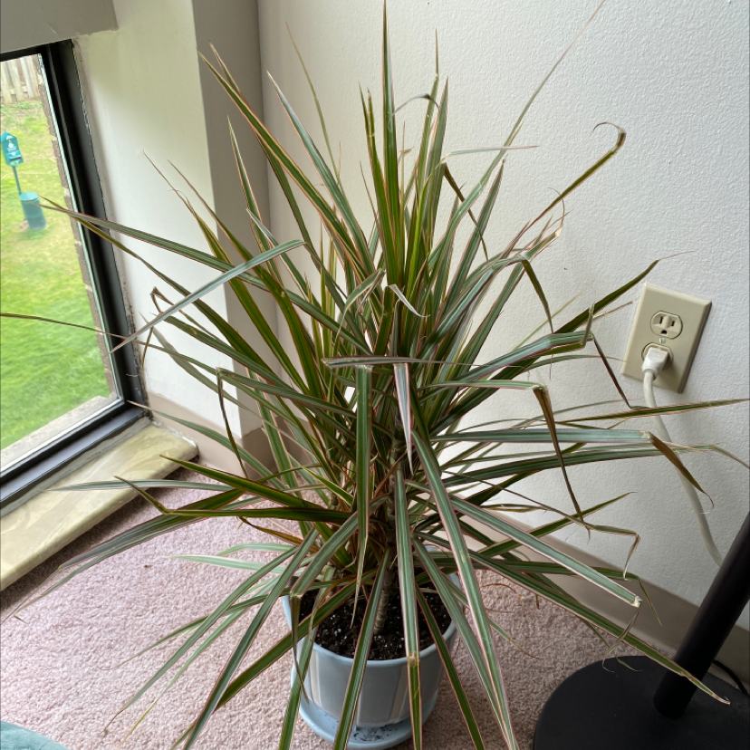 Dracaena marginata 'Bicolor' plant in a pot near a window, appearing healthy.