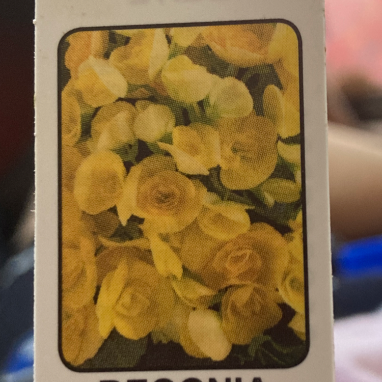 Photo of the plant species Eliator Begonia by @AngelBurlemarx named 💛 on Greg, the plant care app