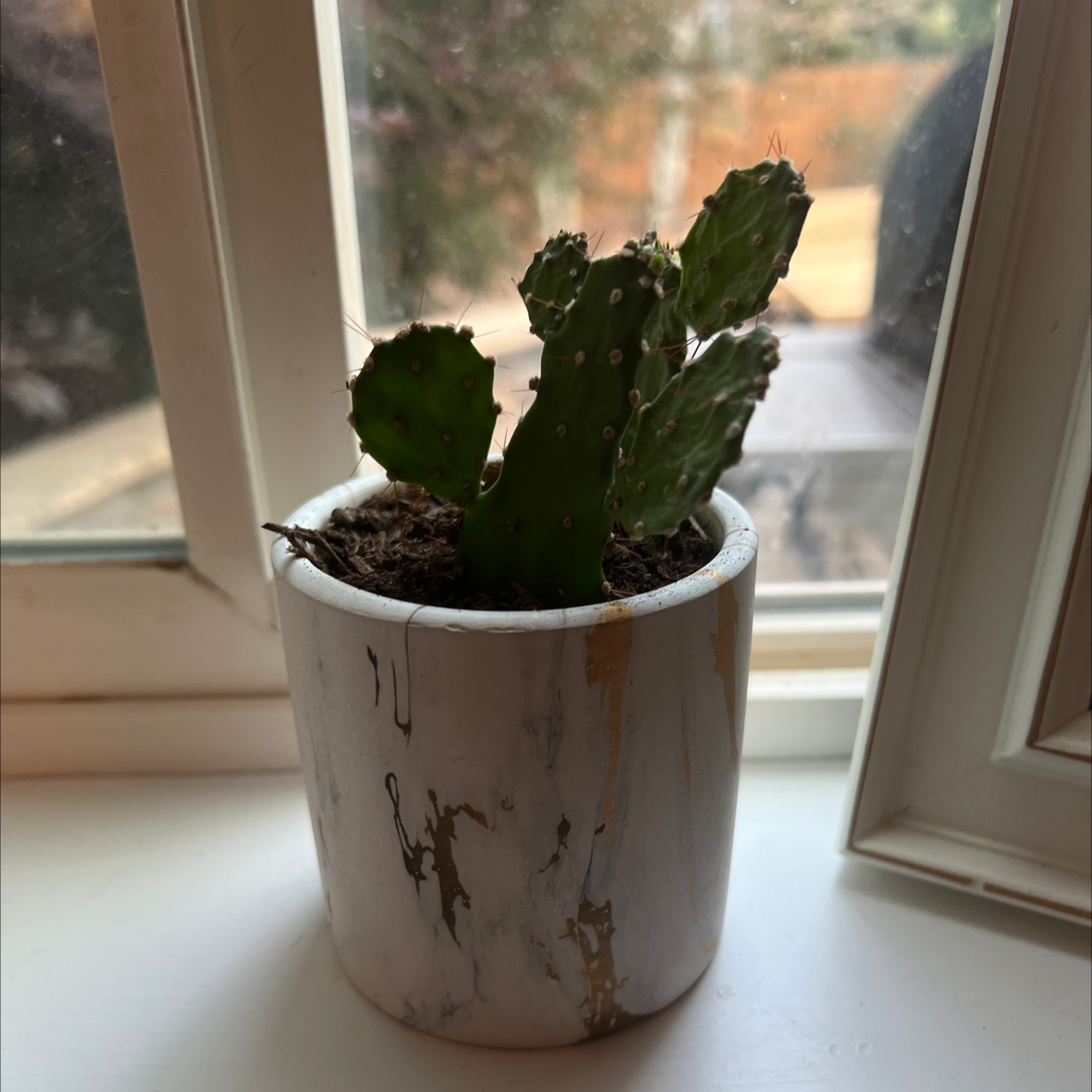 Bakersfield Beavertail Cactus in a white pot on a windowsill.