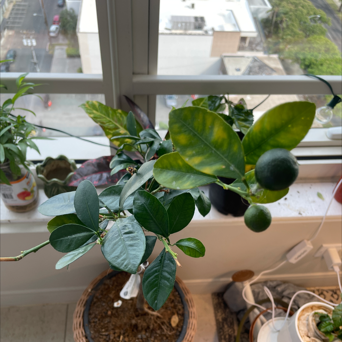 🍋 Why Does My Calamondin Have Yellow Leaves?