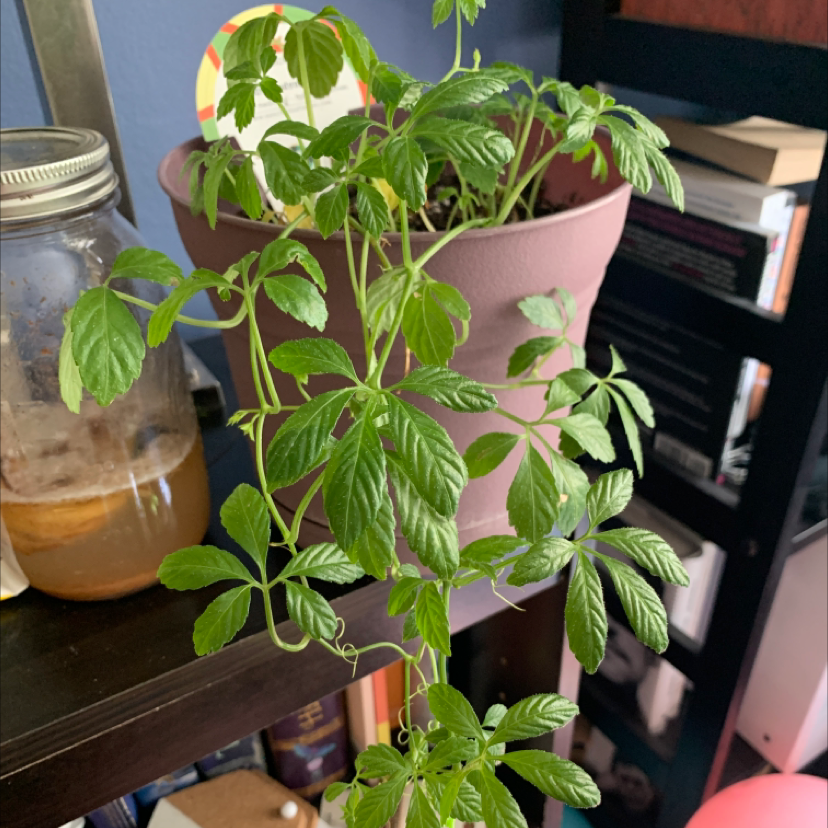 Photo of the plant species Jiaogulan by @plantqueen named Jenn-A on Greg, the plant care app