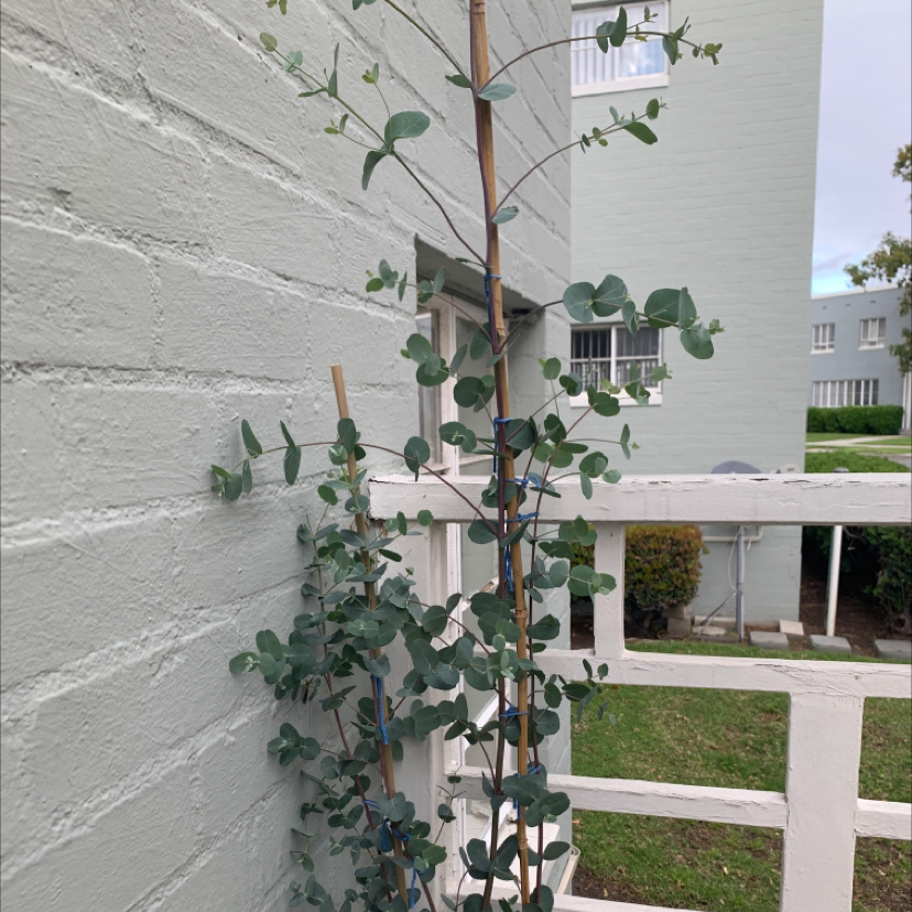 Healthy Silver Dollar Tree with dense gray round leaves growing outdoors against a white brick wall.