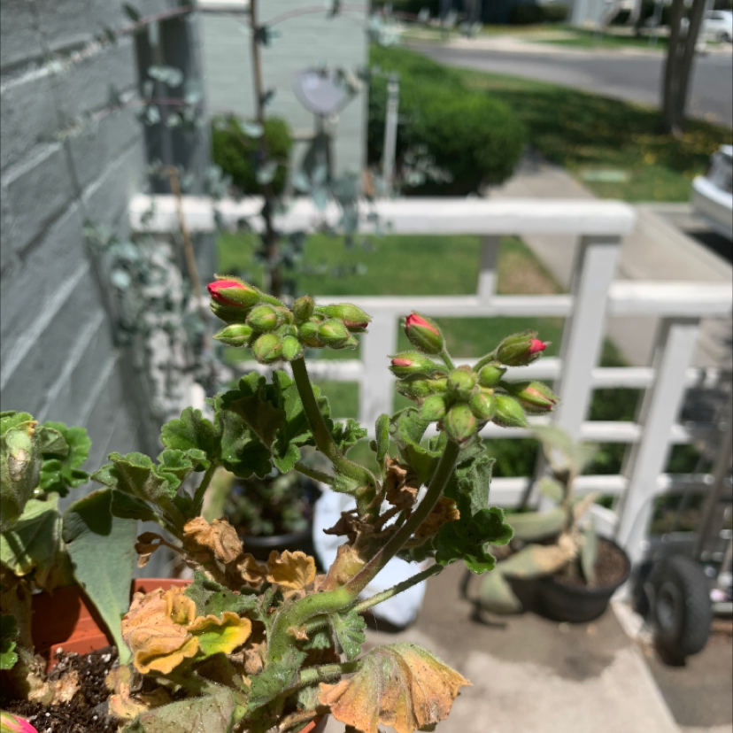 Zonale Geranium plant with buds and some discolored leaves, background includes other plants and garden area.