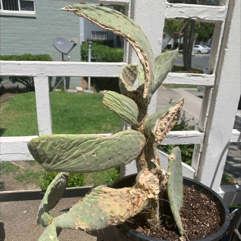 Barbary Fig plant with damaged and discolored pads in a pot outdoors.