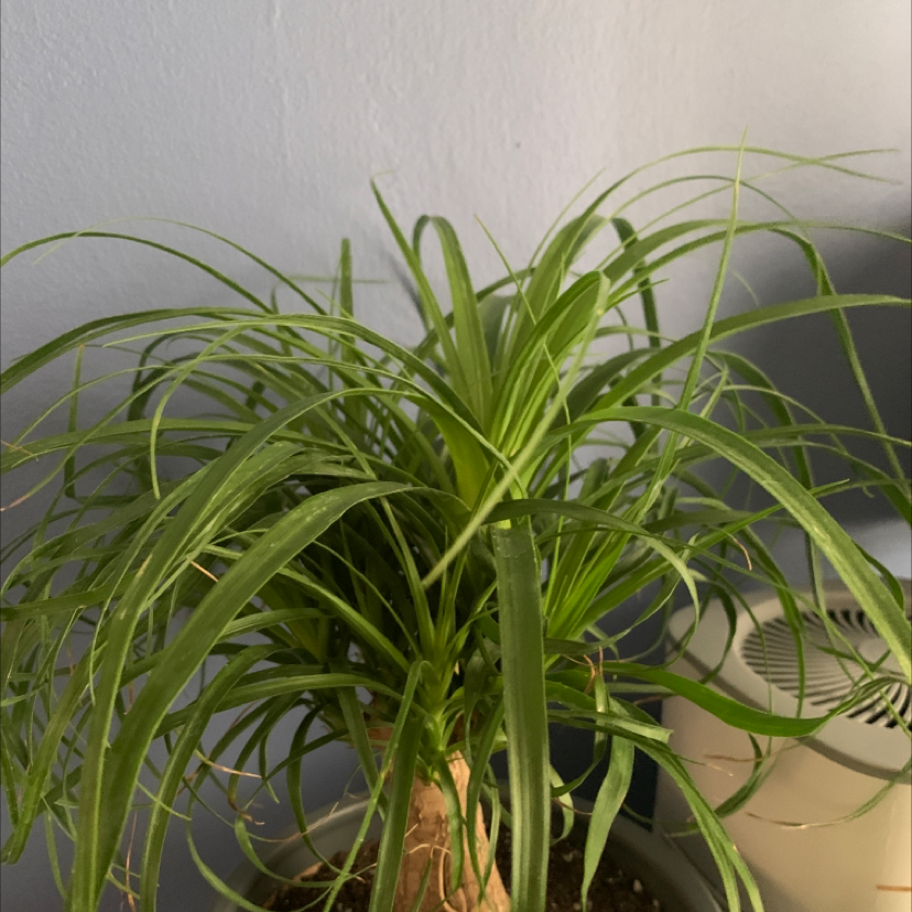 Bottle Palm Tree plant photo by @plantqueen named Becky on Greg, the plant care app.