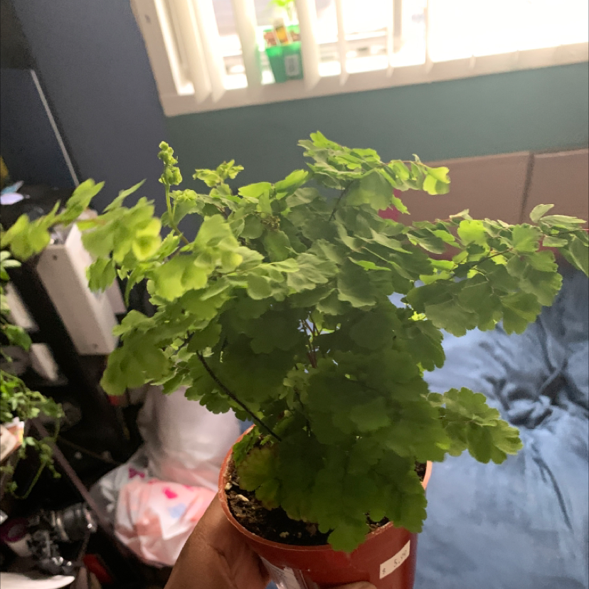 Maidenhair Fern plant photo by @plantqueen named Frida on Greg, the plant care app.
